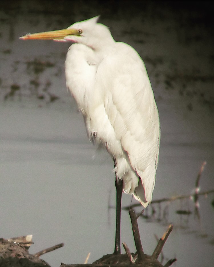 Bharatpur birds